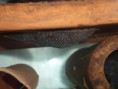 /album/ancistrus-sp-l59/a-hoplogenis-cervene-lemi-ploutvy-jpg/